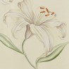 Lilium Lilium Full custon on Ivory dyed silk