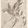 Tulip Teyler Sepia 309032