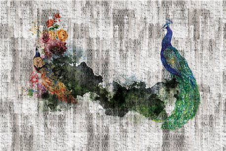 PEACOCK 01