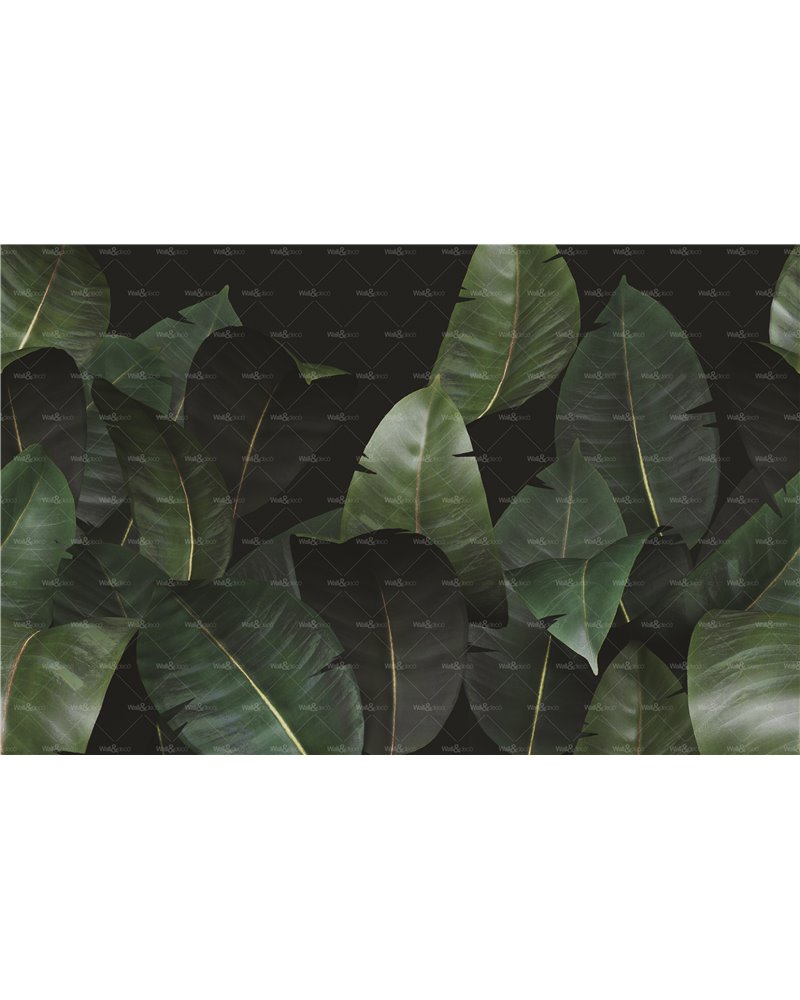 Zamia WDZA2102