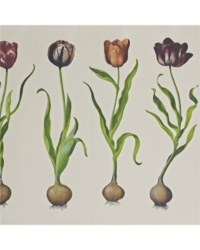 Tulips SCHTU