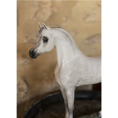 Purebred Arabian horse...